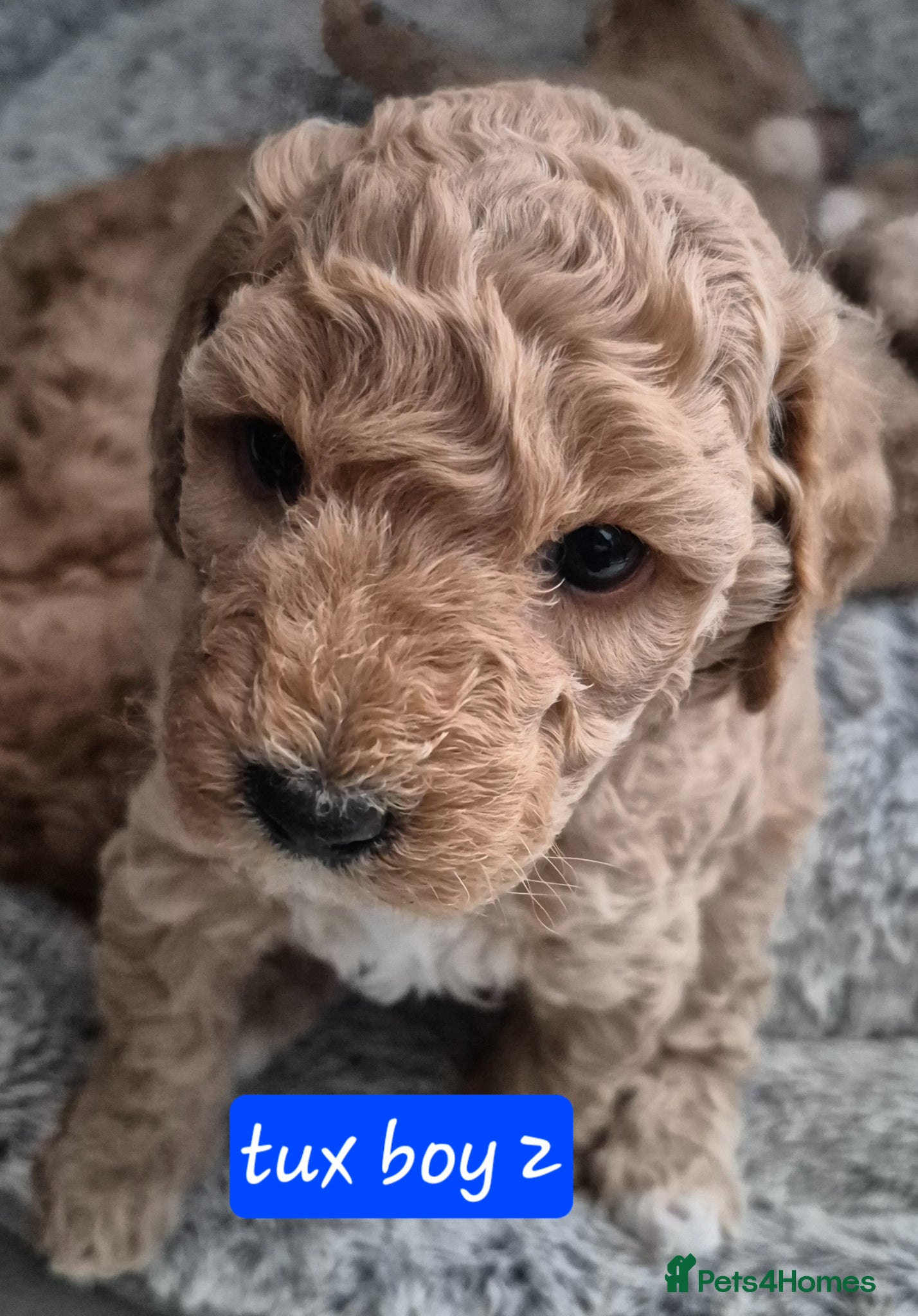 Double Doodle dogs Double doodle puppies - Advert 1