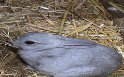 Rex rabbits for sale: Gorgeous rex rabbits - Image 9