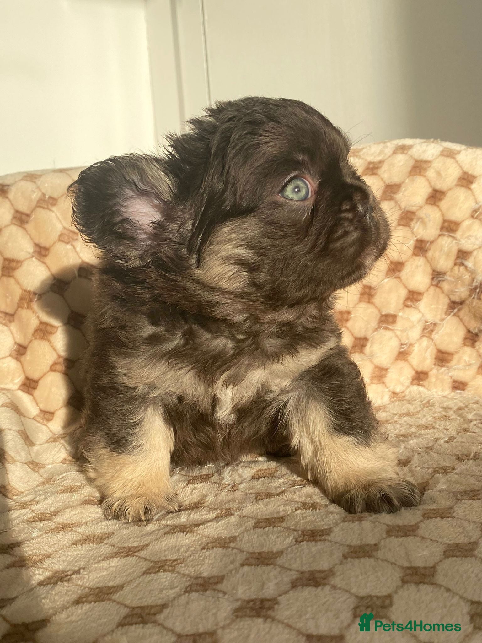 French Bulldog dogs 🧸TEDDY BEAR FLUFFY FRENCHIE PUPS🧸 - Advert 16