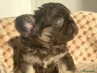 French Bulldog dogs 🧸TEDDY BEAR FLUFFY FRENCHIE PUPS🧸 - Advert 16