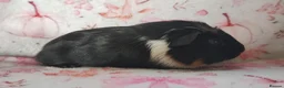 Guinea Pig rodents for sale: Baby cornet girls ready now as of the 28th April  - Advert 10