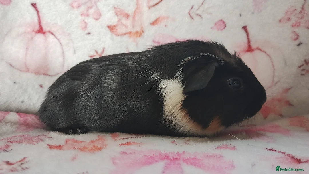 Guinea Pig rodents for sale: Baby cornet girls ready now as of the 28th April  - Advert 10