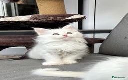 Maine Coon cats for sale: MAINE COON KITTENS SOME POLYDACTYL  - Image 12