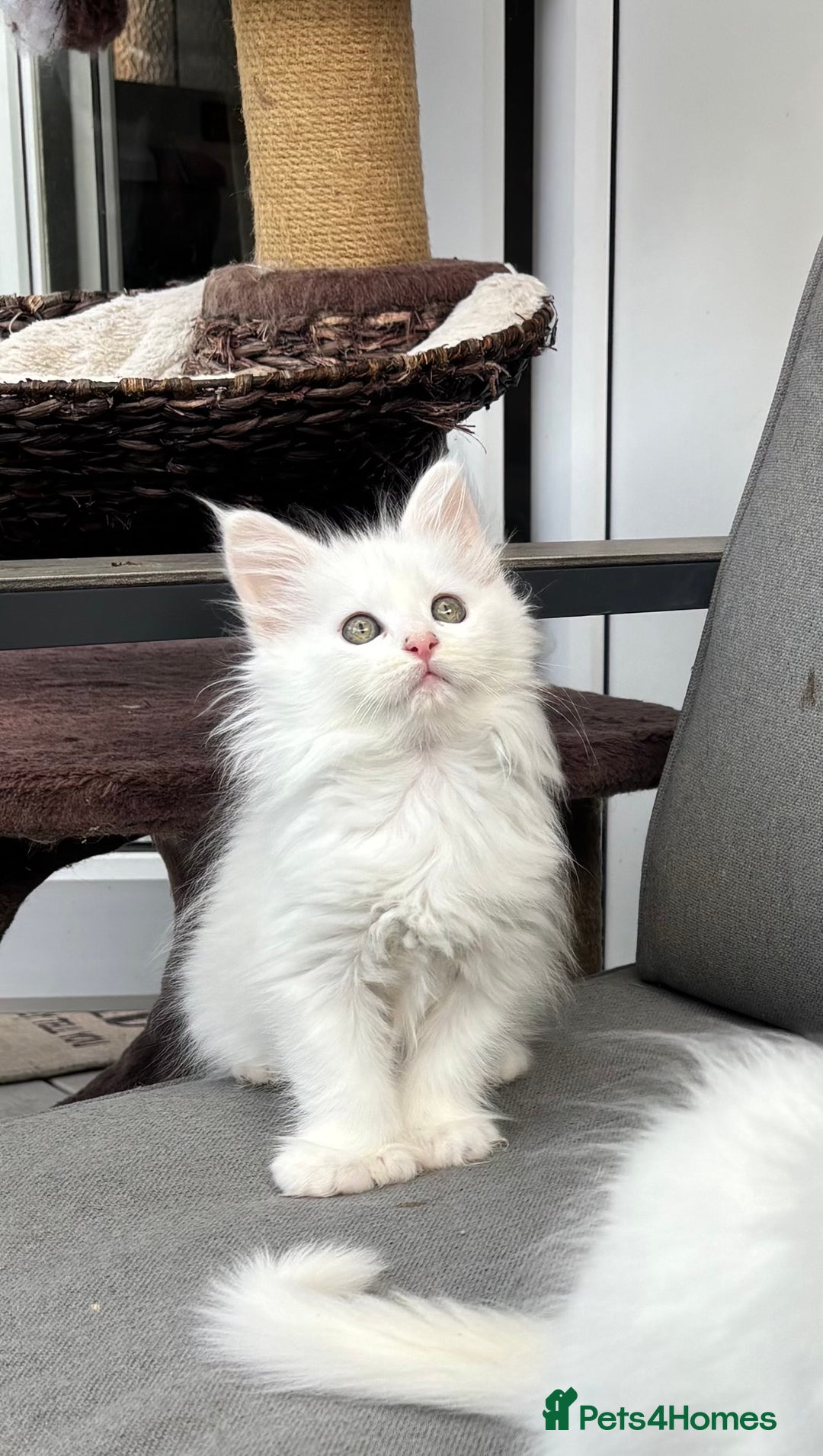 Maine Coon cats for sale: MAINE COON KITTENS SOME POLYDACTYL  - Image 12