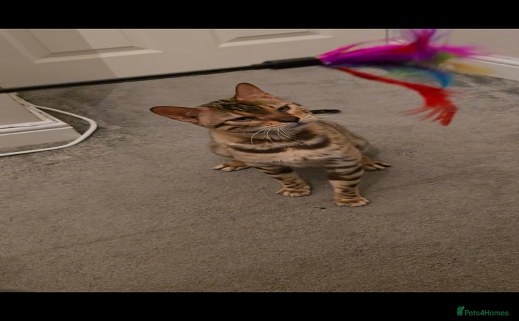 Bengal cats 🔥TICA Active IMPORTEDElite Breeding Quality🔥 - Advert 1