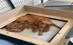 Labrador Retriever dogs for sale: Fox Red Labradors for sale in North Tawton - Image 3