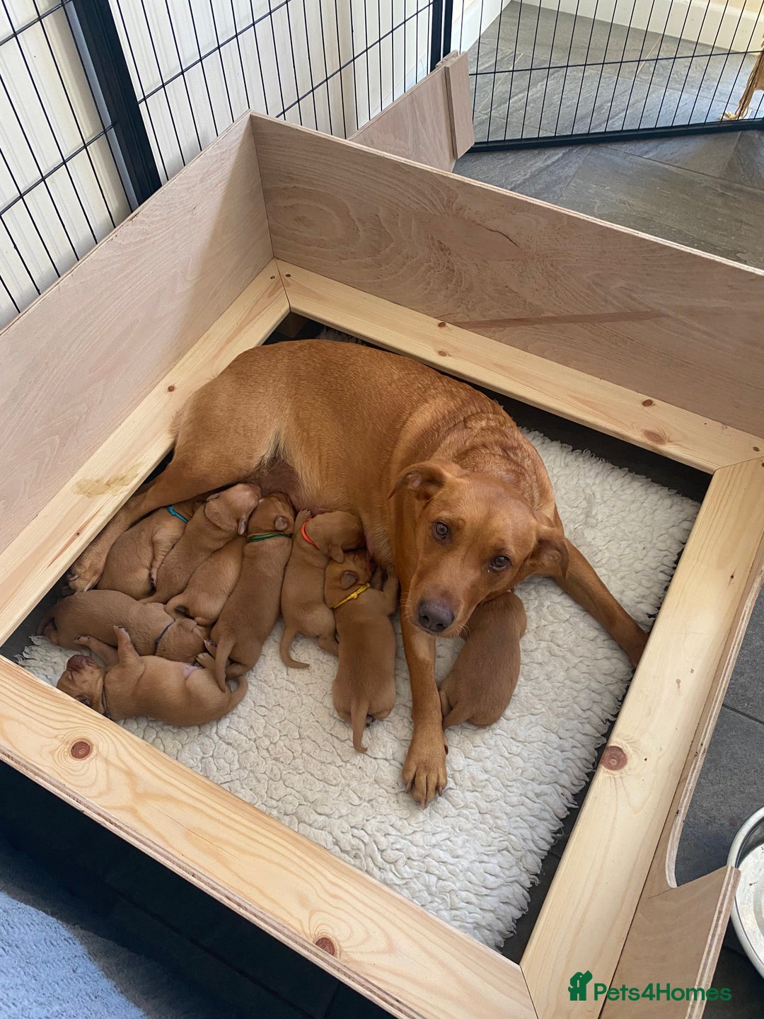 Labrador Retriever dogs for sale: Fox Red Labradors for sale in North Tawton - Image 3