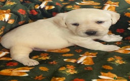 Labrador Retriever dogs for sale: Chunky Labradors  - Image 1