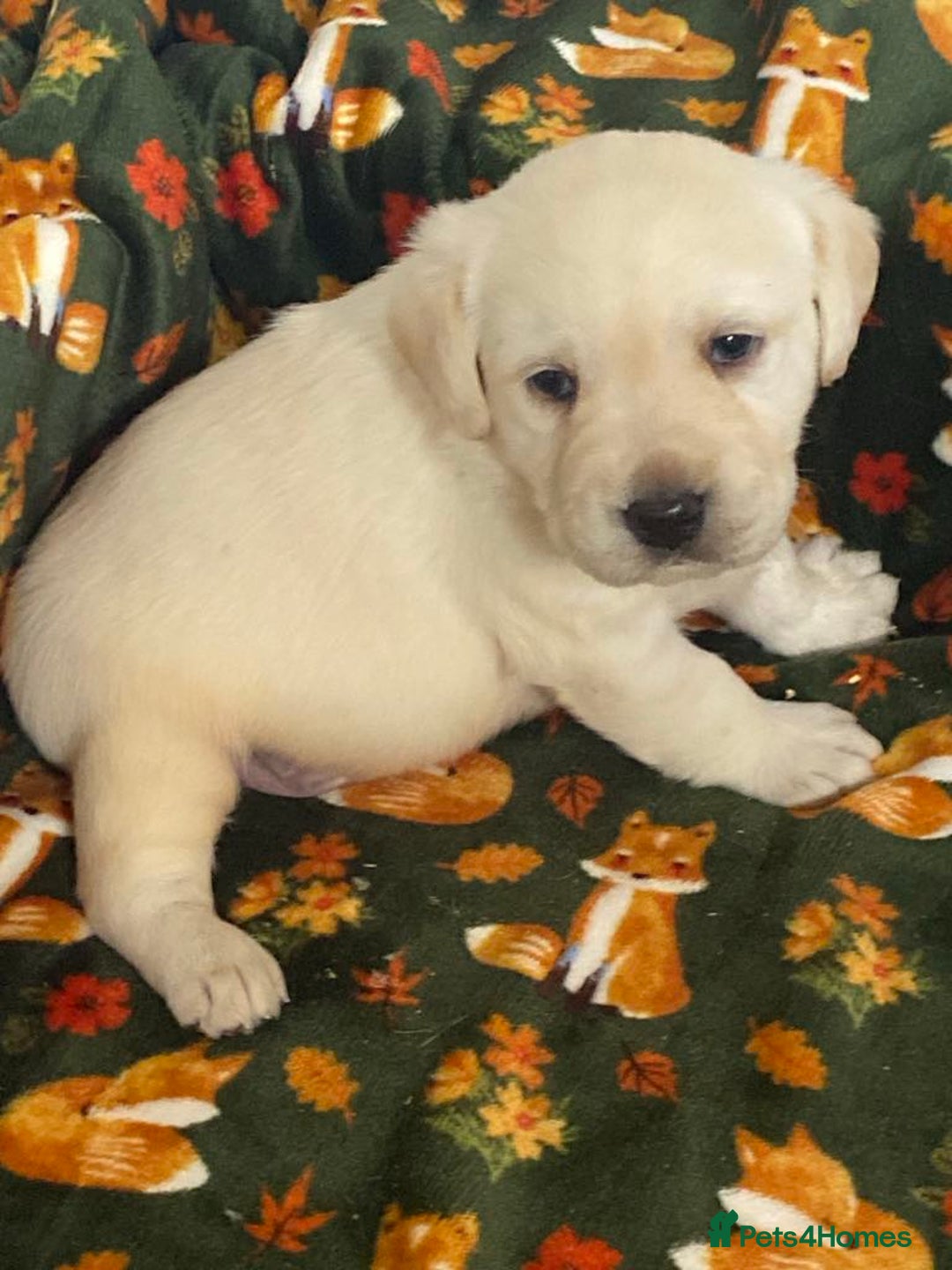 Labrador Retriever dogs for sale: Chunky Labradors  - Image 1