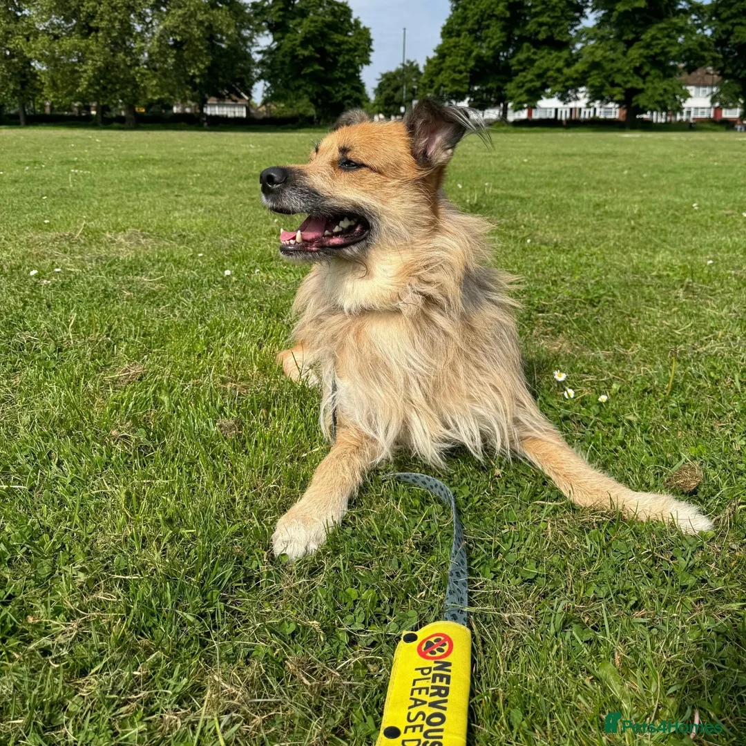 Mixed Breed dogs for adoption: Todd (experienced home needed) - Advert 17