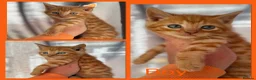 Mixed Breed cats for sale: Gorgeous Friendly Family Kittens  - Advert 2