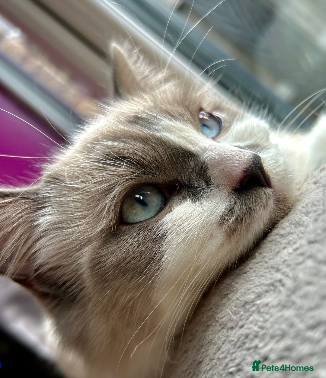 Ragdoll cats for sale: Ragdoll, Un-Neutered Female - Advert 3