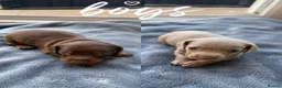 Miniature Dachshund dogs for sale: Miniature dachshund’s puppies  in Ashford - Advert 3