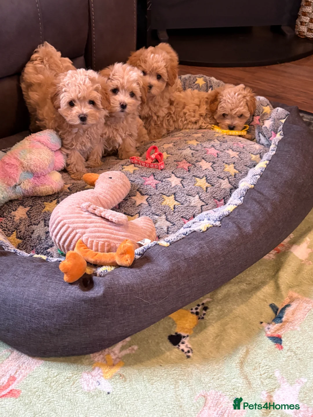 Maltipoo dogs for sale: Beautiful F1 Maltipoo Puppies in Tiverton - Advert 2