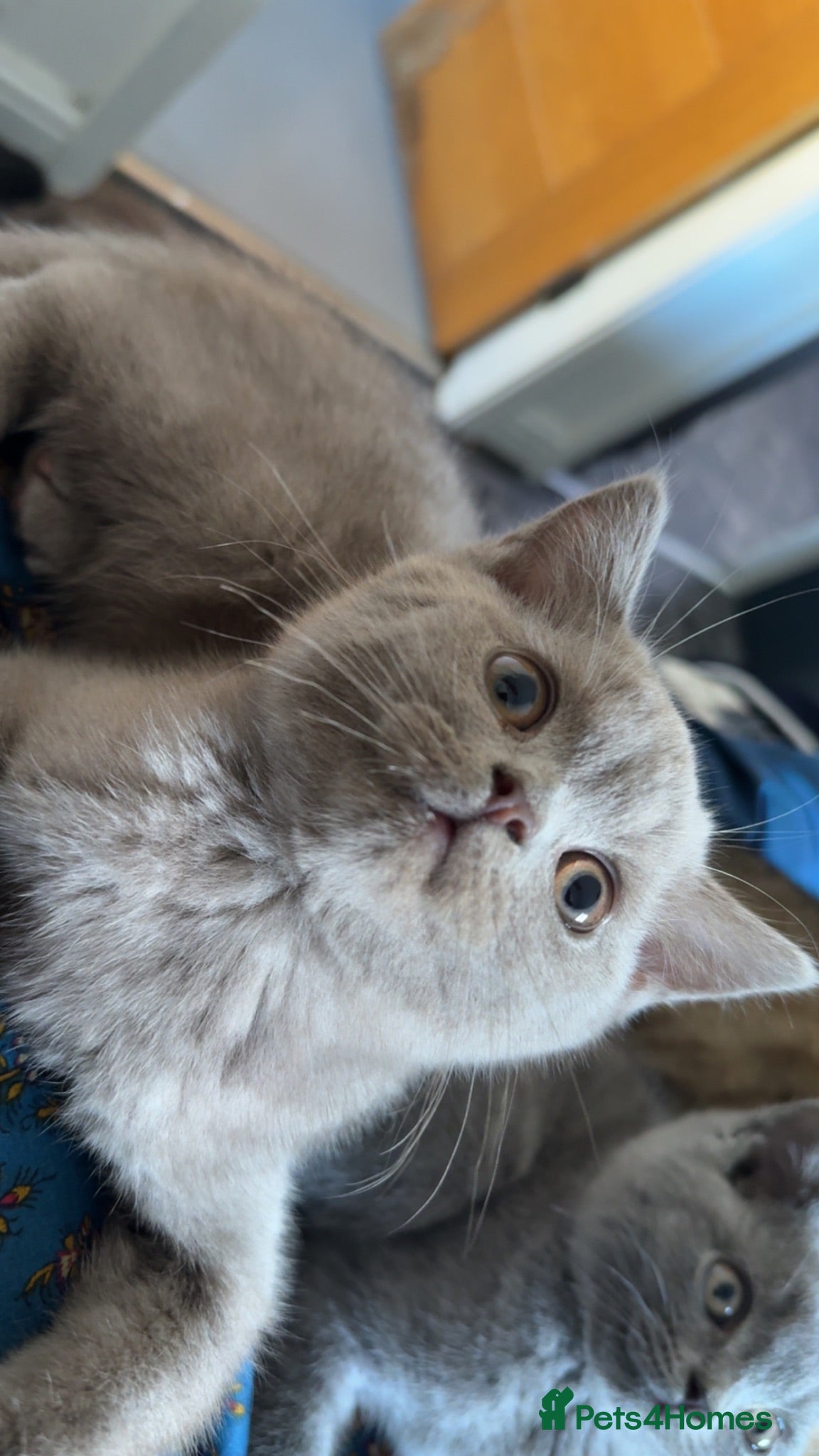 British Shorthair cats British short hairs - Advert 2