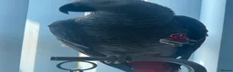 Parrots birds for sale: Reggie African Grey  in Crewe - Advert 4