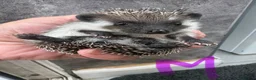 Pygmy Hedgehog rodents for sale: 8wk old APH babies mixed masks/colours setup poss  - Advert 14