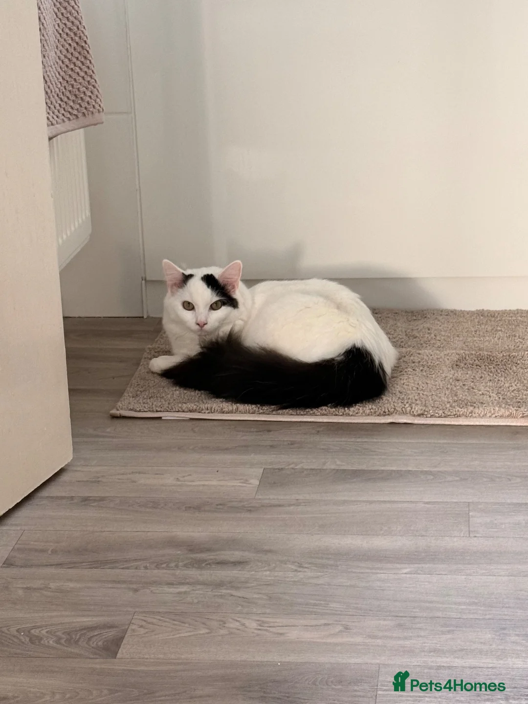 Mixed Breed cats for sale: Patsy & Pearl  - Advert 2