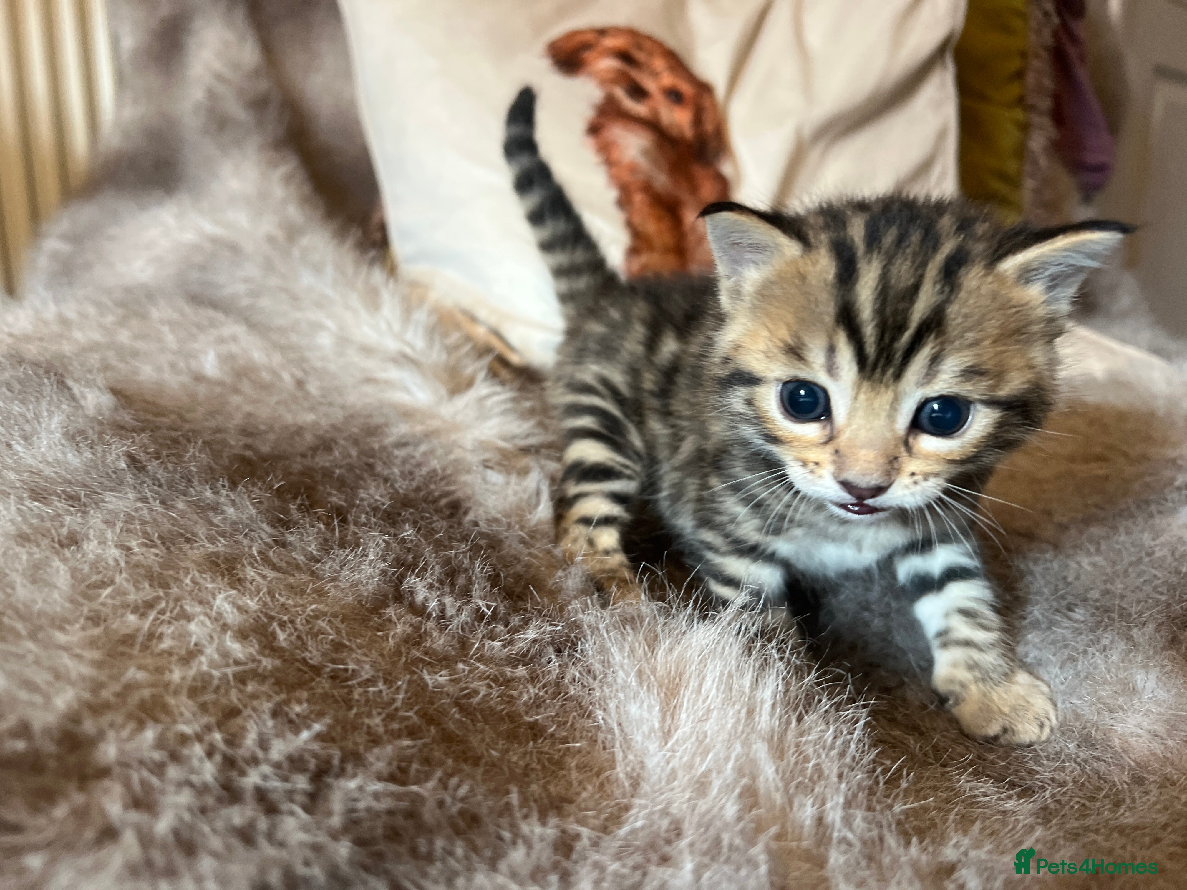 Bengal cats Bangal x kittens  - Advert 18