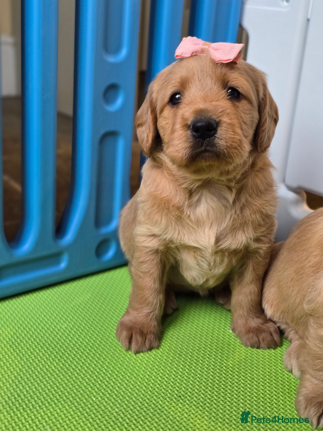 Labradoodle dogs for sale: F1 MINI LABRADOOLES - Image 10