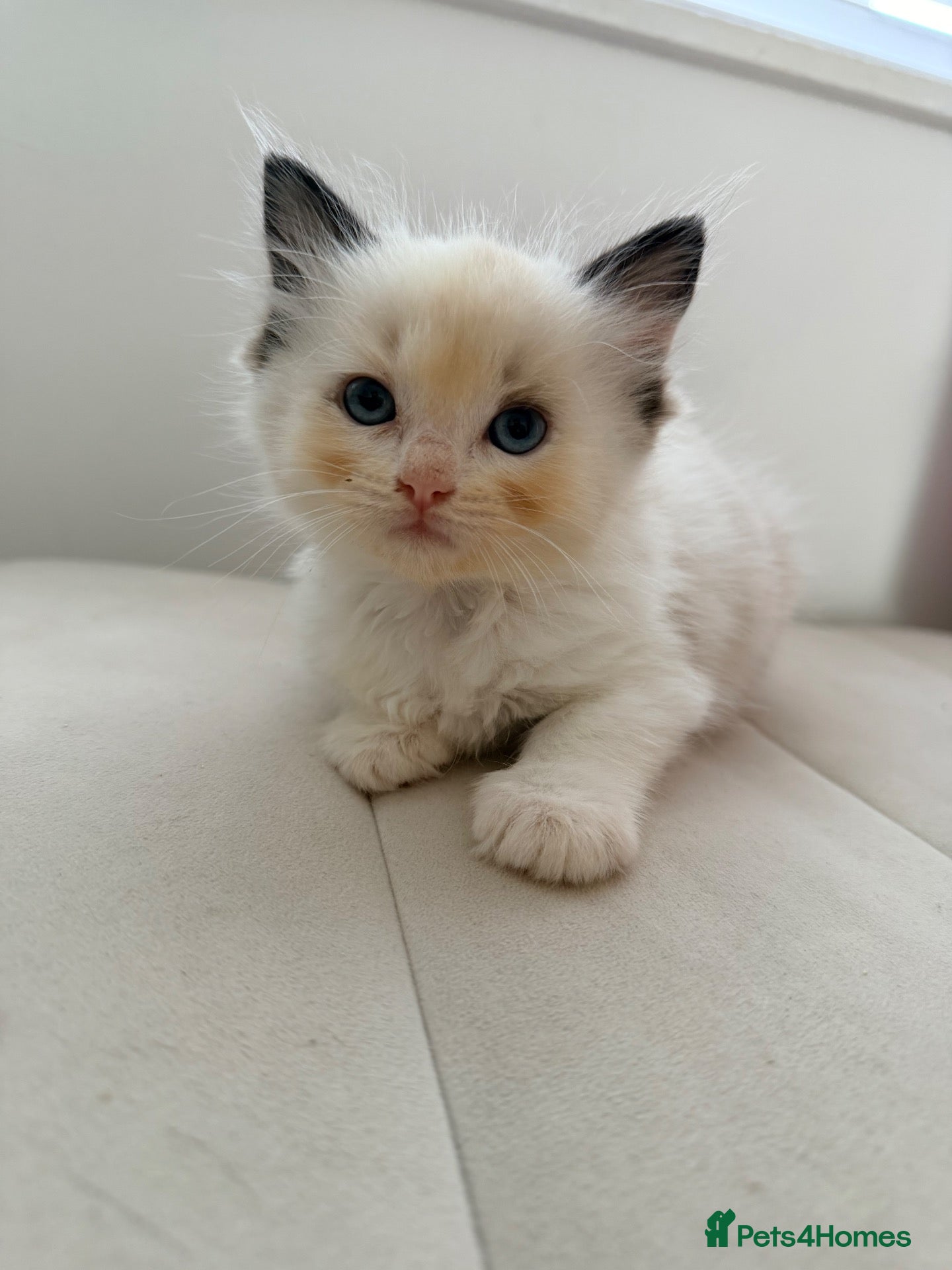 Ragdoll cats Reduced‼️Flame ragdoll kittens✨ - Advert 1