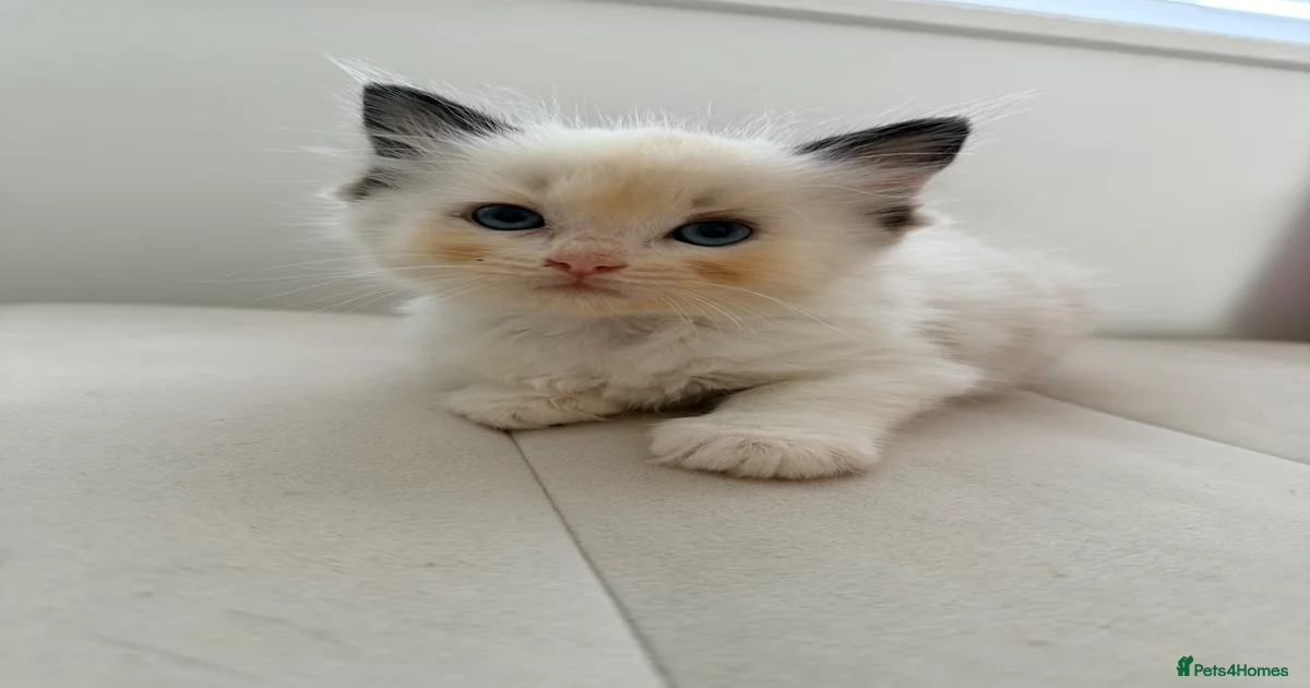 tica-kittens-for-sale-pets4homes