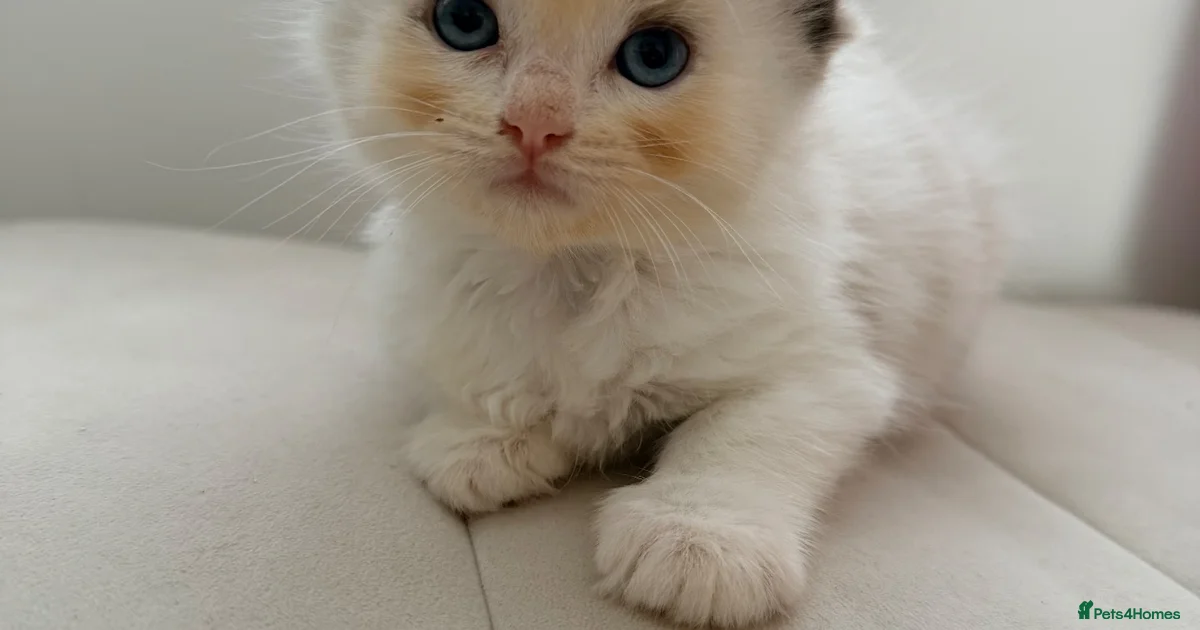 Tica Kittens For Sale Pets4Homes tica-kittens-for-sale-pets4homes