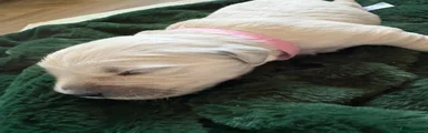 Golden Retriever (light pink)