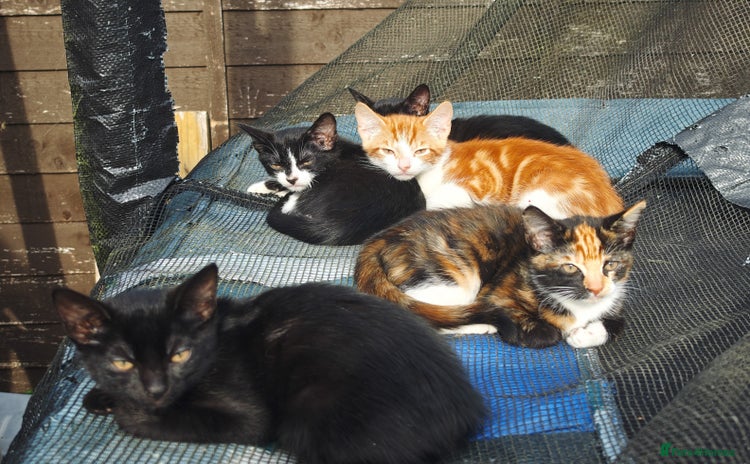 Mixed Breed cats - Advert 8
