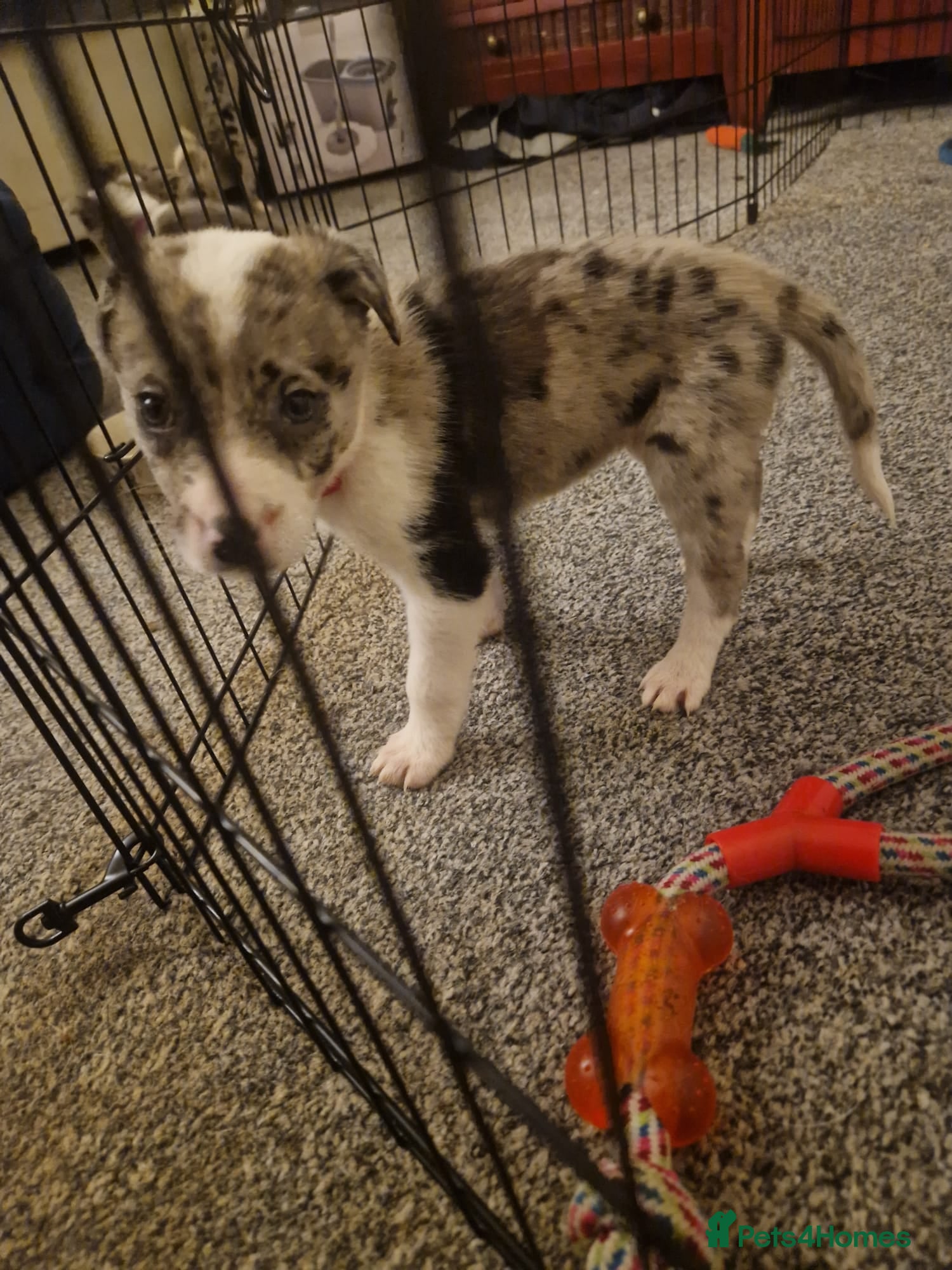 Border Collie dogs for sale: 10 Border Collie pups - Advert 2