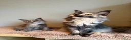 Maine Coon cats for sale: Beautiful little girl and Mum - Advert 2