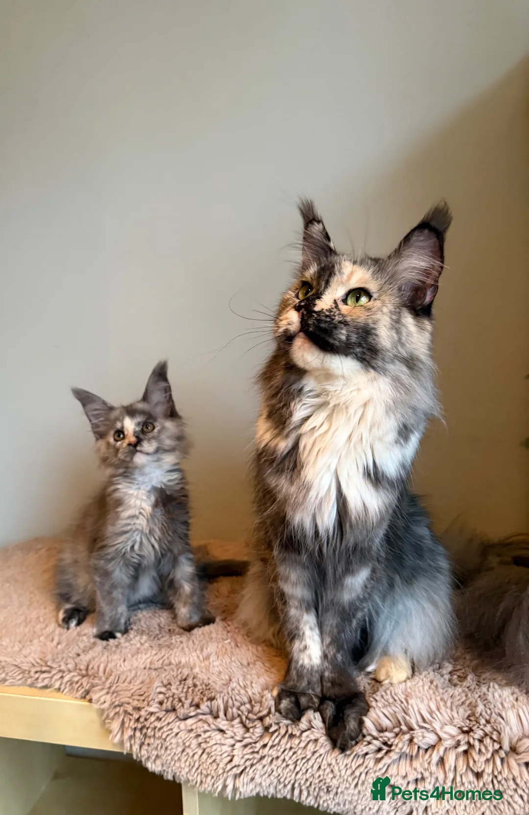 Maine Coon cats for sale: Beautiful little girl and Mum - Advert 2