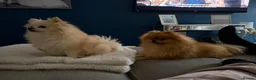 Pomeranian dogs for stud:  **  Pomeranian stud  - Advert 9