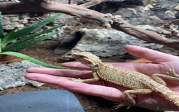 Bearded Dragon reptiles for sale: Bearded Dragon for Sale  - Image 3