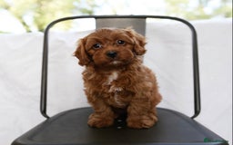 Cavapoo dogs for sale: Beautiful Cavapoo puppies! - Image 2