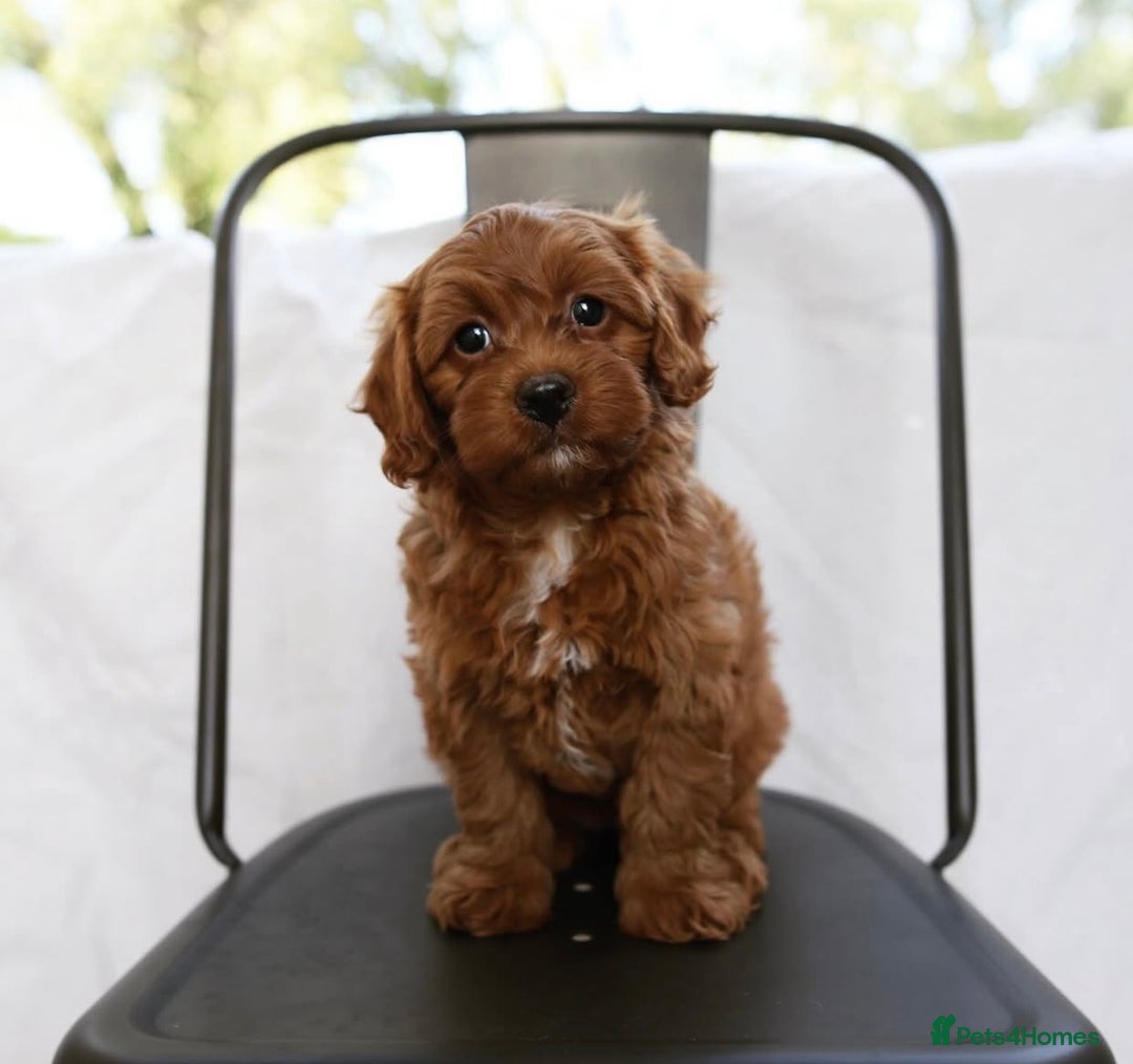Cavapoo dogs for sale: Beautiful Cavapoo puppies! - Image 2