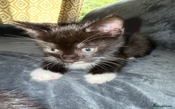 American Shorthair cats for sale: 5 kittens for sale 1boy 4girls.  - Image 5