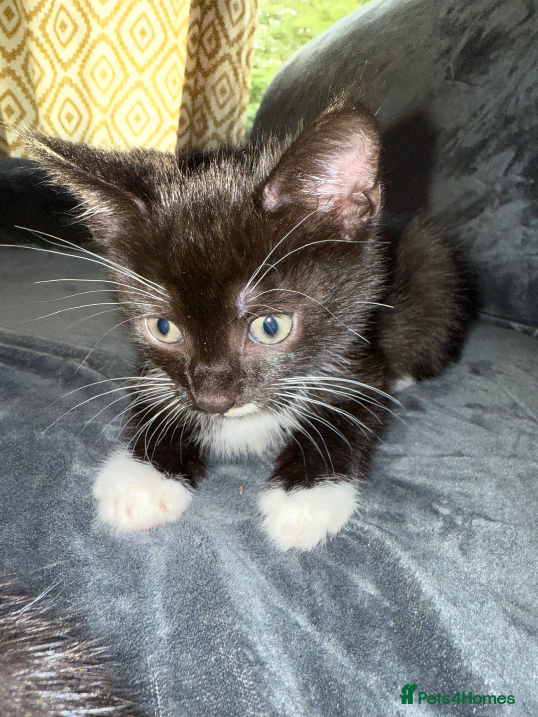 American Shorthair cats for sale: 5 kittens for sale 1boy 4girls.  - Image 5