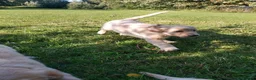 Golden Retriever dogs for sale: 9 stunning golden retriever puppies  - Advert 6