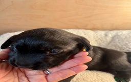Labrador Retriever dogs for sale: EXCELLENT &UNIQUE LAB PUPPIES AV 12 NOV £1450 - Image 16