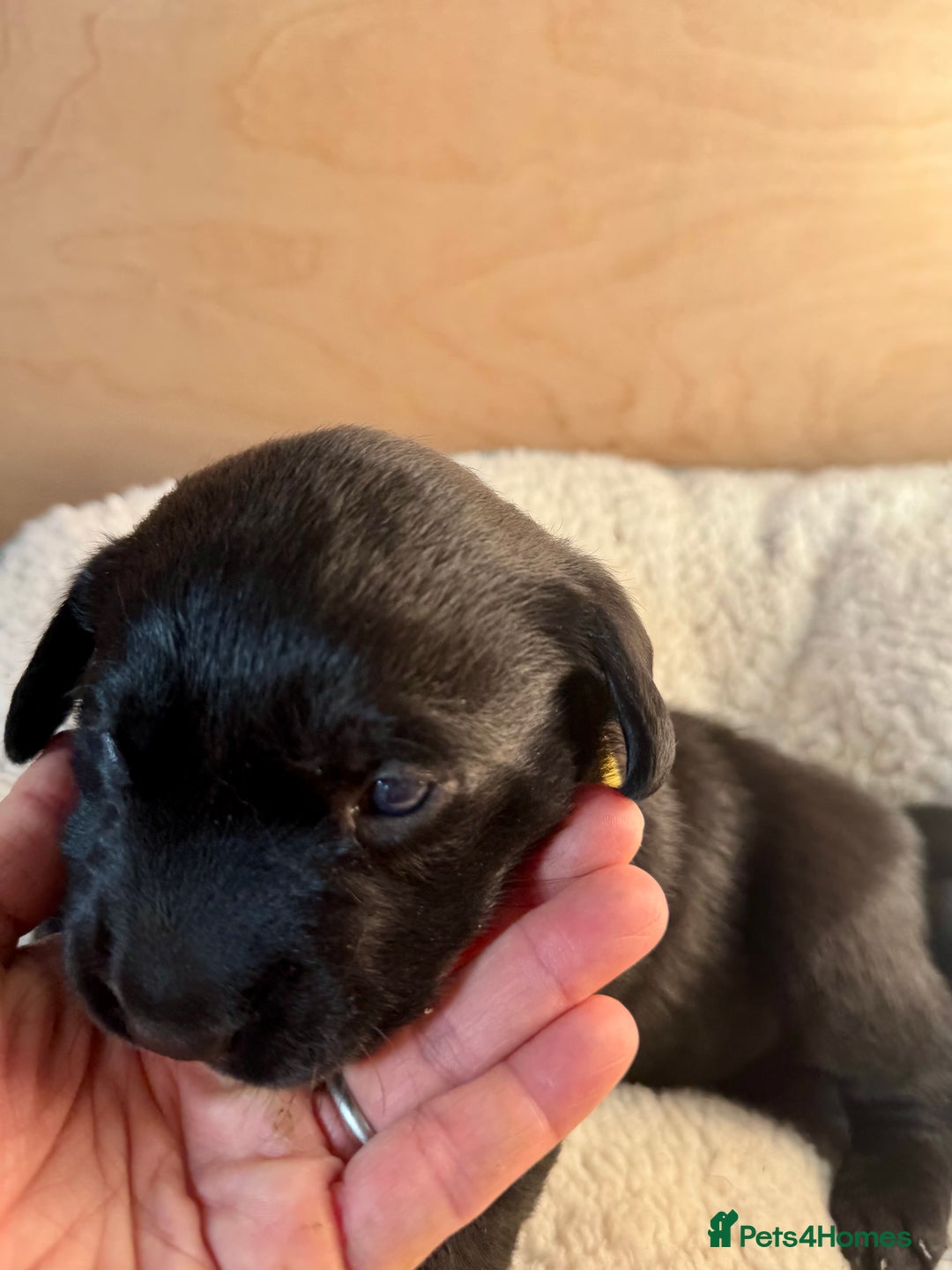 Labrador Retriever dogs for sale: EXCELLENT &UNIQUE LAB PUPPIES AV 12 NOV £1450 - Image 16