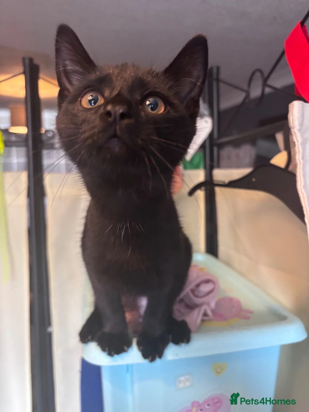 Mixed Breed cats for sale: Black kitten in Diss - Advert 3
