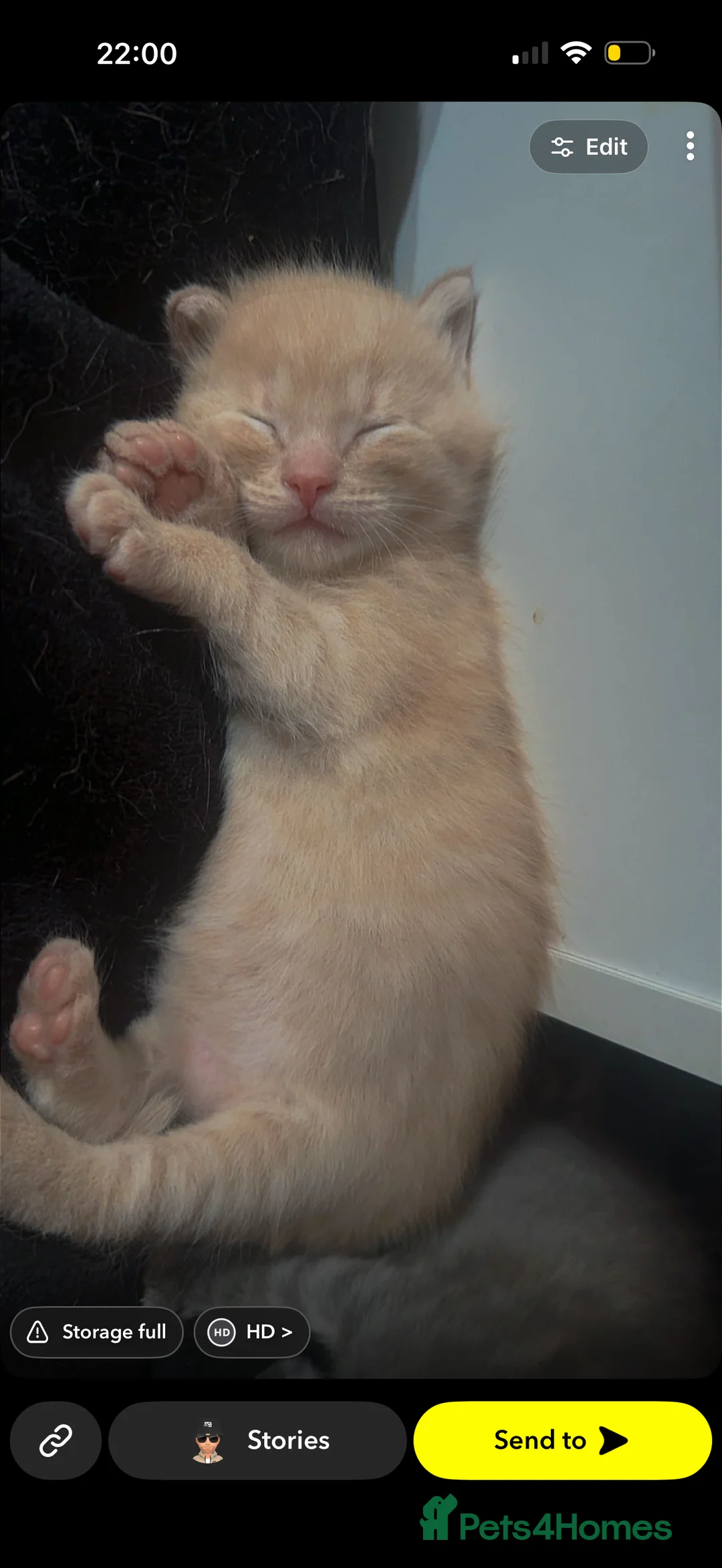 Mixed Breed cats for sale: Kittens for sale Egyptian manu / ragdoll  - Advert 2
