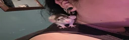 Rat rodents for sale: bonded pair of male rats - Advert 5