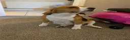Beagle dogs for sale: Beautiful Beagle Girl Looking for forever home - Advert 8