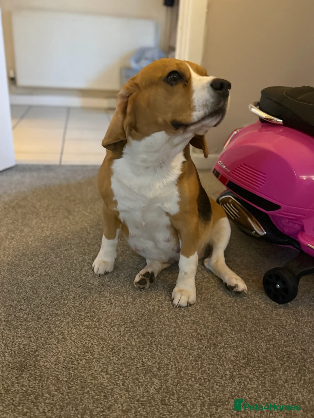 Beagle dogs for sale: Beautiful Beagle Girl Looking for forever home - Advert 8