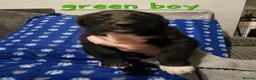 Mixed Breed dogs for sale: Beautiful  puppies in Swindon - Advert 9