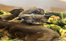 Mixed Breed cats for sale: Kittens for sale - Image 7
