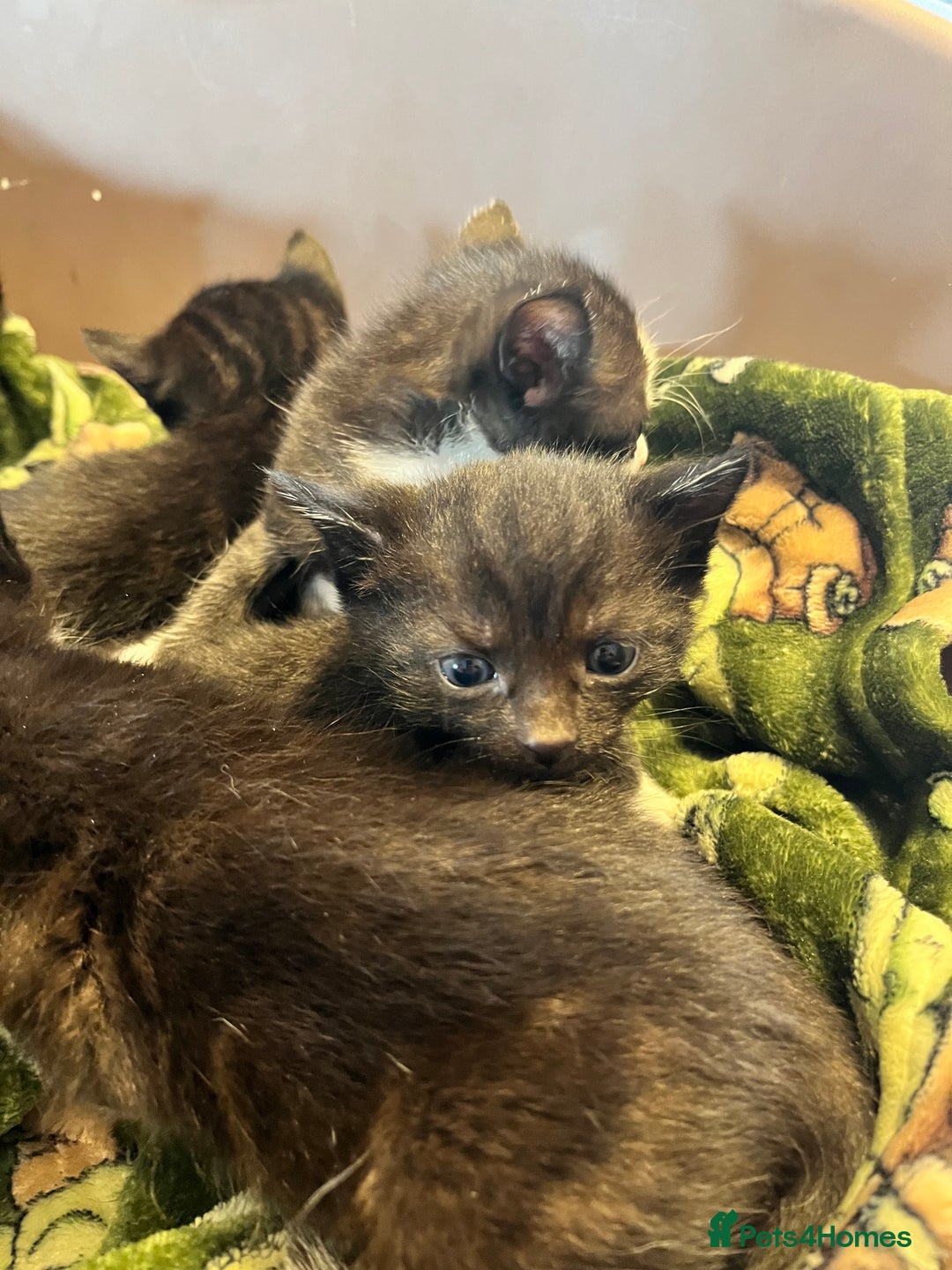 Mixed Breed cats for sale: Kittens for sale - Image 7