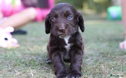 Cocker Spaniel dogs for sale: Adorable cocker spaniel puppies  - Image 6
